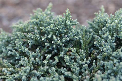 Blue Star Juniper Care and Growing Guide