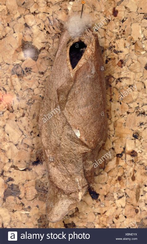 Atlas Moth Cocoon High Resolution Stock Photography and Images - Alamy