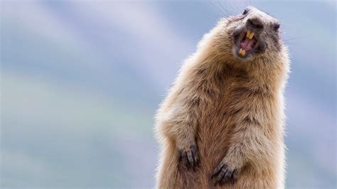 10 Reasons Why We Have Marmot Day