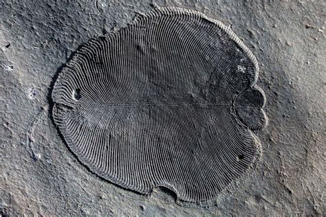 Earliest known animal was a half-billion-year-old underwater blob | New ...