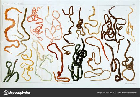 Structure Anatomy Worms Nemertea — Stock Photo © ruskpp #201438916