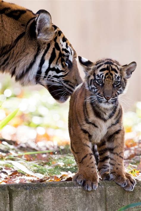 National Zoo Tiger Cubs Make Their Debut, Prove Two Is Cuter Than One | HuffPost