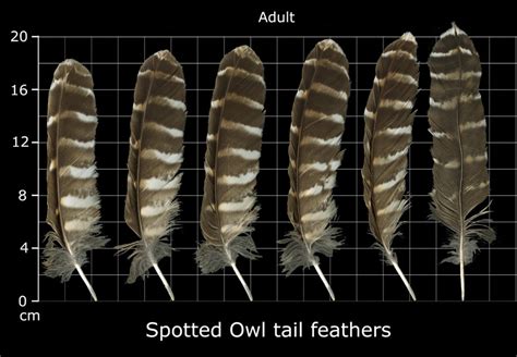 The Feather Atlas - Feather Identification and Scans - U.S. Fish and Wildlife Service Forensics ...