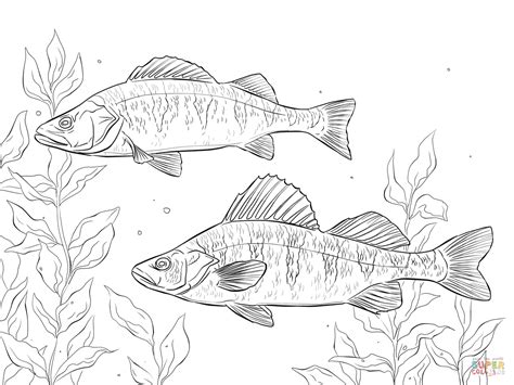 Walleye Drawing at GetDrawings | Free download