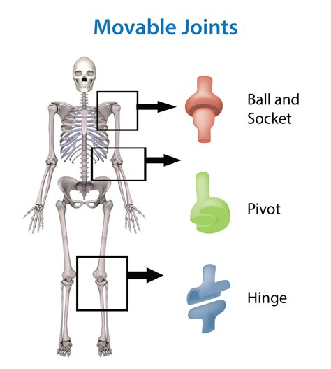 hinge joints examples | HUMANS AT WORK | Pinterest | Skeletal system, Body systems and School