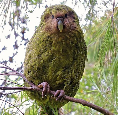 Kakapo: A large flightless forest-dwelling parrot, with a pale owl-like face. Kakapo are moss ...