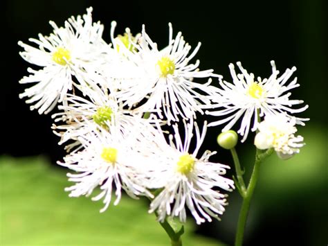 False bugbane | Trautvetteria caroliniensis var. | Flower Database