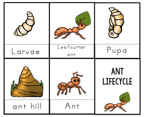 Ant Lifecycle Printable 2 ~ Preschool Printables