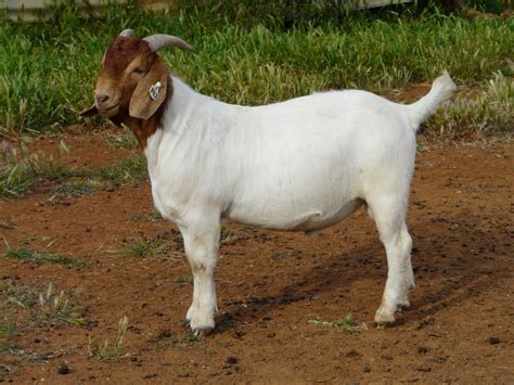 Australian Boer Goat – Cluny Livestock Exports Pty Ltd