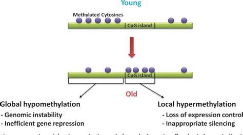 Figure 1 from The role of DNA methylation in aging, rejuvenation, and age-related disease ...