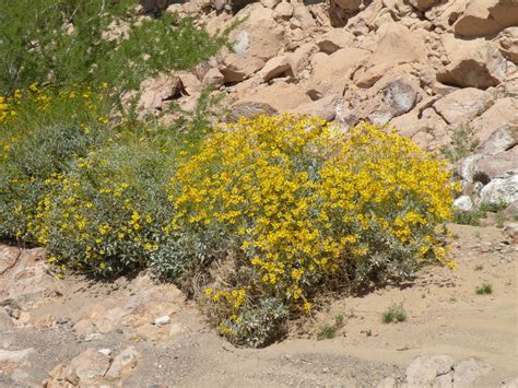 Arizona Desert Flowering Bushes | Best Flower Site