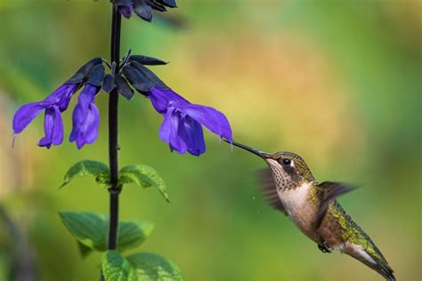 Hummingbird Flowers: The 24 Best Hummingbird Plants | Garden Design