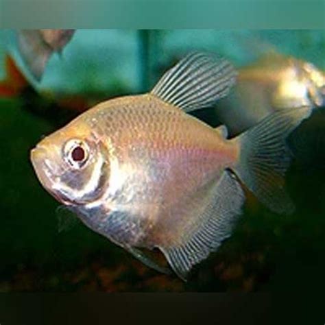 Long Fin White Skirt Tetra for sale – AquariumFishSale.com