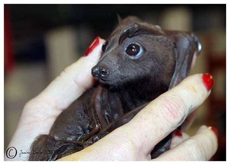 Baby bat! Look at that face! | Bat animal, Fruit bat, Animals beautiful