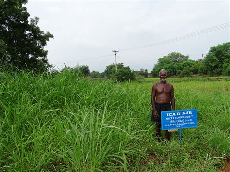 NICRA fodder field – Welcome to AESA