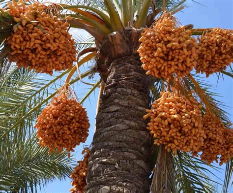 Getting to know yellow dates + the exceptional price of buying yellow dates - Arad Branding