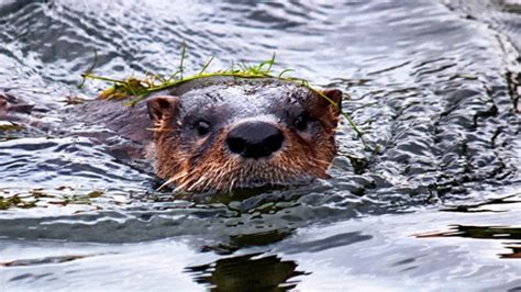 The Charming River Otter - DaufuskieIsland.com