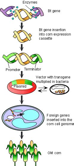 GENETICALLY MODIFIED FOODS | SCQ