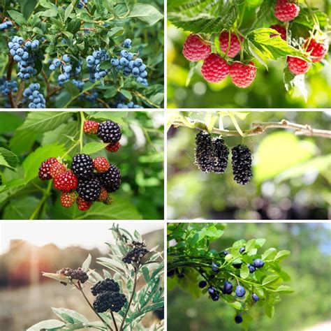 20 Easy and Delicious Berry Bushes Anyone Can Grow • TasteAndCraze