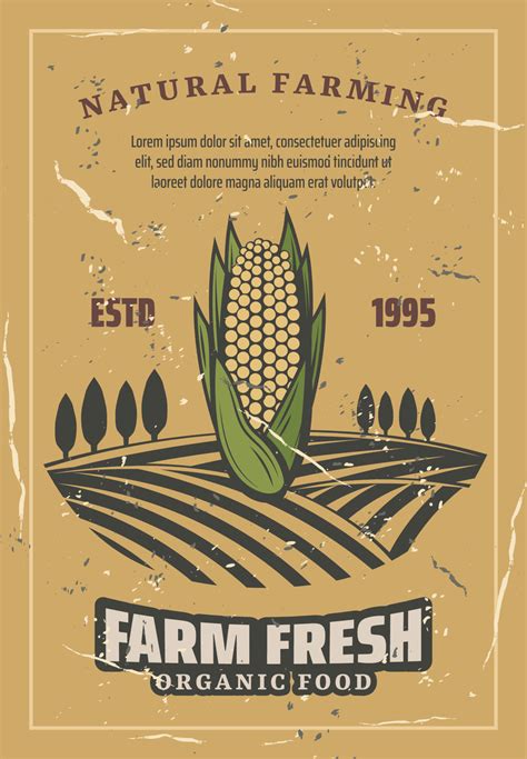 Corn vegetable harvest, retro vector 16168374 Vector Art at Vecteezy