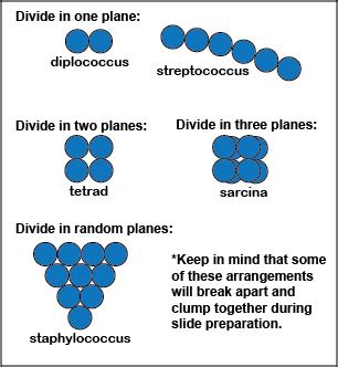 BIOL 230 Lecture Guide - Arrangements of Cocci