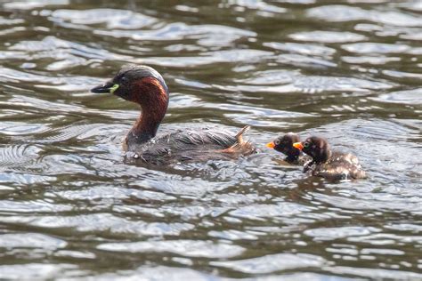 Darley Dale Wildlife: Little Grebe nesting success at Chatsworth