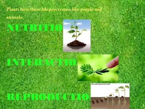 Life processes: Plants