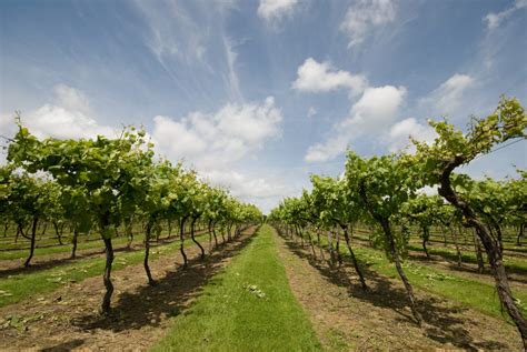 Biddenden Vineyards | Discover our Wines, Ciders & Juices