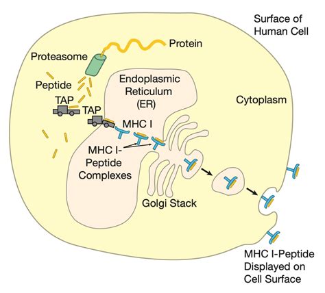 Immunology: MHC molecules - Medical Knowledge and News