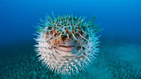 Spotted Porcupinefish – Bing Wallpaper Download