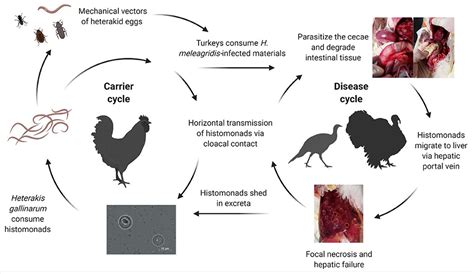 Frontiers | Histomonosis in Poultry: A Comprehensive Review