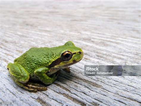 Katak Pohon Pasifik Foto Stok - Unduh Gambar Sekarang - British ...