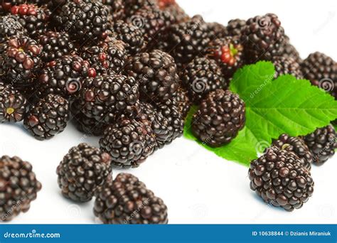 Dewberry Stock Images - Image: 10638844