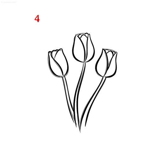 Tulip Drawing » How to draw a Tulip