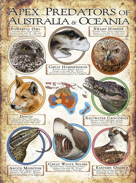 Apex Predators of Australia & Oceania Poster Print | Animal infographic ...