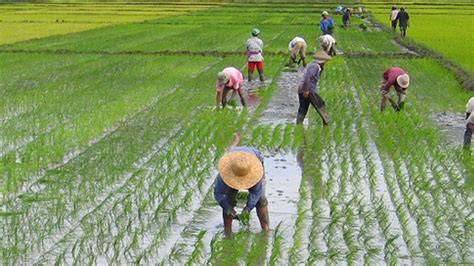 Landbank , nakapagpalabas na ng P3.02 bilyong pautang para sa mga ...