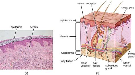 Difference Between Dermis and Epidermis | Definition, Structure, Function, Similarities ...