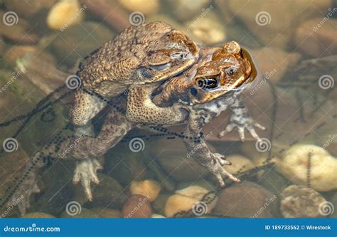 High Angle Shot of Two Frogs in a Breeding Process Stock Photo - Image ...