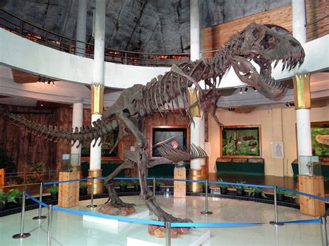 Free photo: Skeleton, Dinosaur, Display, Museum - Free Image on Pixabay - 724147