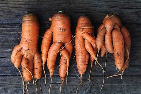 Deformed Carrots: 5 Causes and How to Prevent It | luv2garden.com