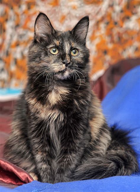 Tortoiseshell Cat: Over 30 Fascinating Facts About Tortie Cats