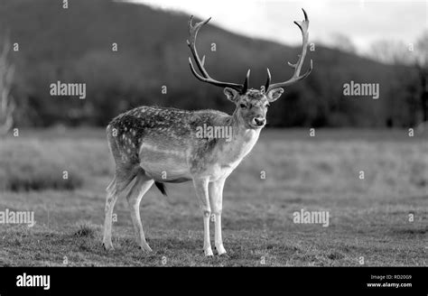 Deer In The Evening Sun - Attingham Park, Shrewsbury Stock Photo - Alamy