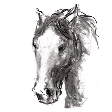 Charcoal 10 Horse's head charcoal drawing