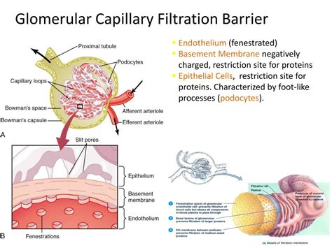 PPT - GLOMERULAR FILTERATION PowerPoint Presentation, free download ...