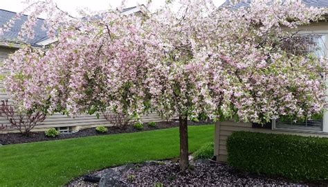 Weeping Crabapple Trees: Characteristics, Care & Varieties - Rennie Orchards