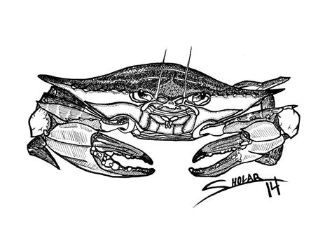 Crab Line Drawing