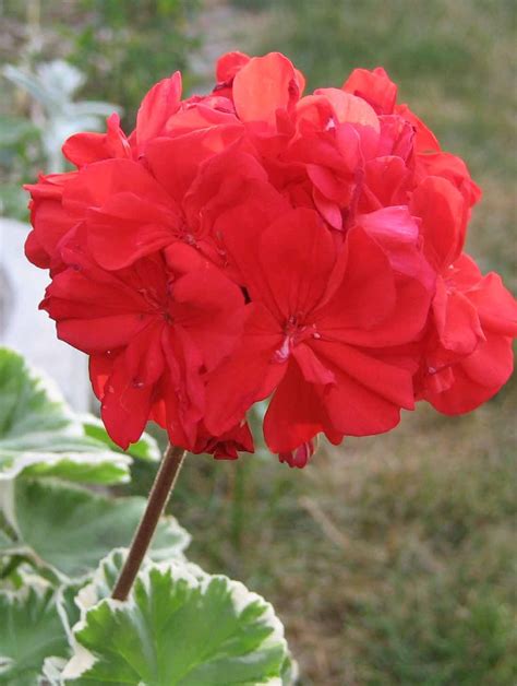 Red Geraniums and Tomatoes