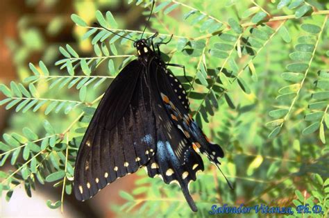 Lepidoptera-Papilionidae-Papilio polyxenes (B) - Urban Programs - El ...