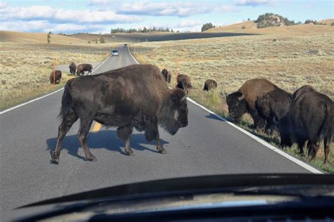 September wildlife in Yellowstone | The Spokesman-Review