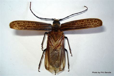 Huhu beetle - Alchetron, The Free Social Encyclopedia